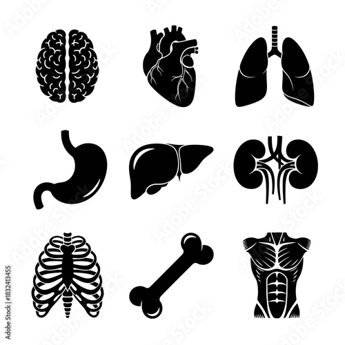 Human Organ Anatomy Icon Set