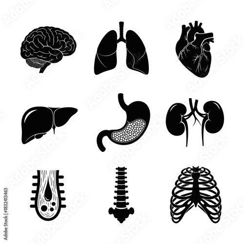 Brain, Lungs, Liver, and Kidney Icons in Clean Anatomical Silhouette and Outline Designs