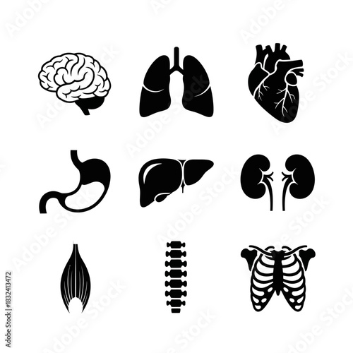 Human Organ Icons Featuring Brain, Lungs, Liver, Kidneys, and Digestive Anatomy in Black Silhouettes