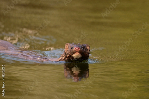 Cute little Mink swimming along the edge of a river watching the photographer