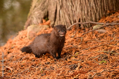 A wild Mink exploring a cedar forest along the shoreline