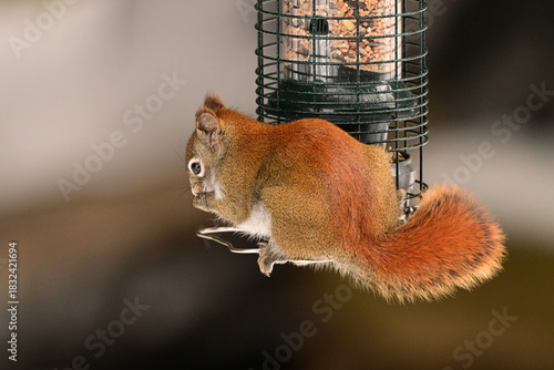 Red Squirrel eating from a squirrel proff feeder