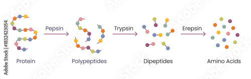 Vector illustration of protein digestion. Pepsin, trypsin and erepsin enzymes effect on protein molecule	
