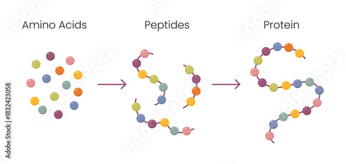 Vector Illustration of Amino acids structure, peptides and proteins molecular model.
