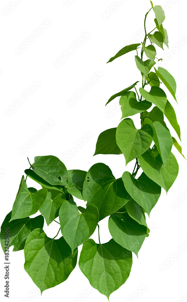 Naklejka premium Vine plant, Branch creeper leaf green, Liana tropical nature.