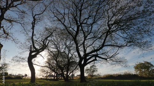 落葉した初冬の樹木
