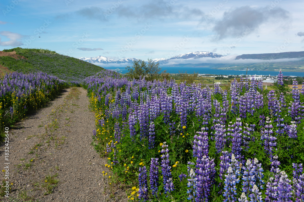 Obraz premium Lupins blooming along the road, Iceland, Europe.