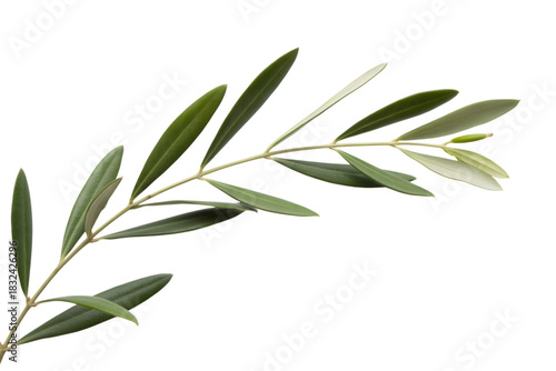 olive branch with lush green leaves  . Isolated on transparent background, png