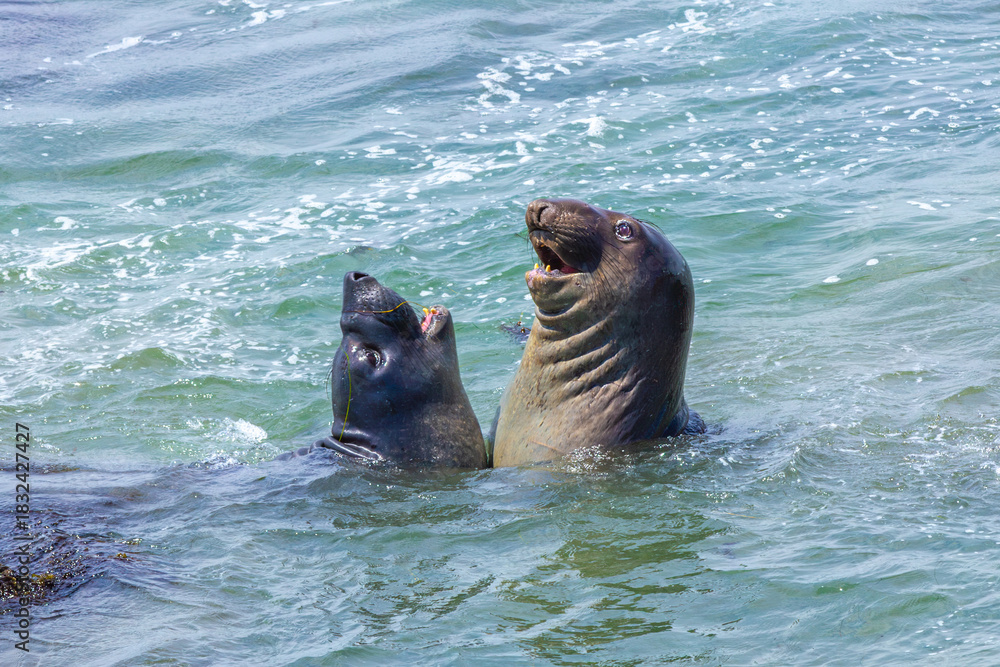 Fototapeta premium shouting sealion in the ocean