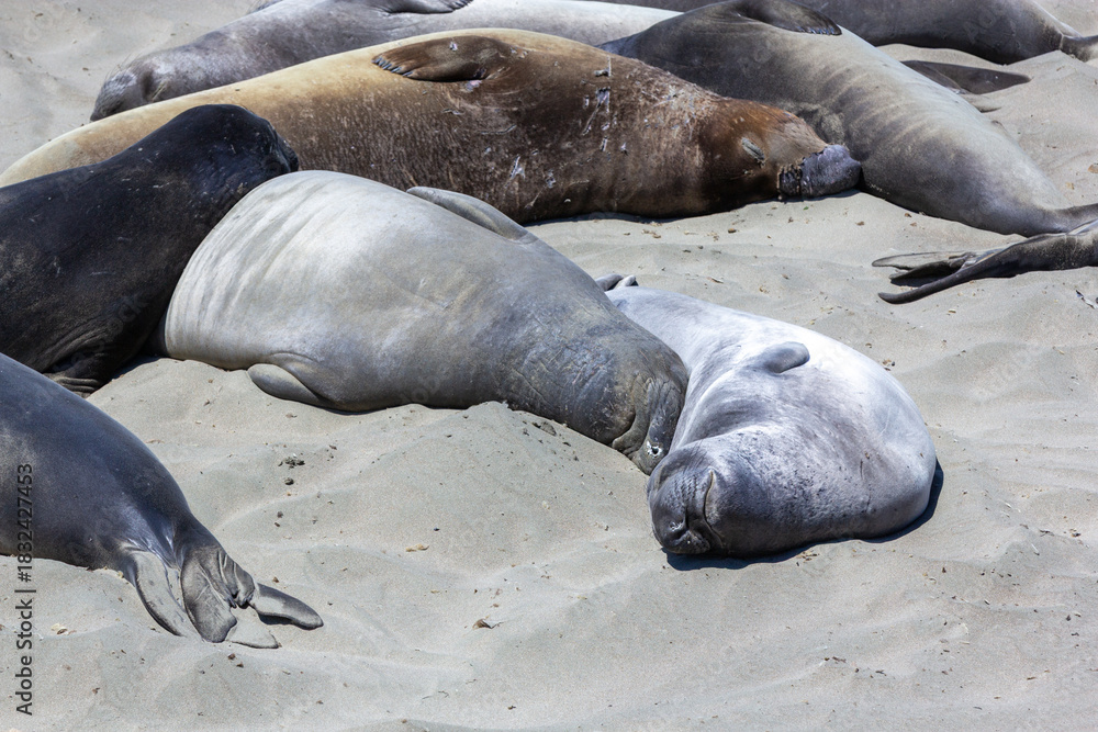 Naklejka premium Sealions at the sandy beach