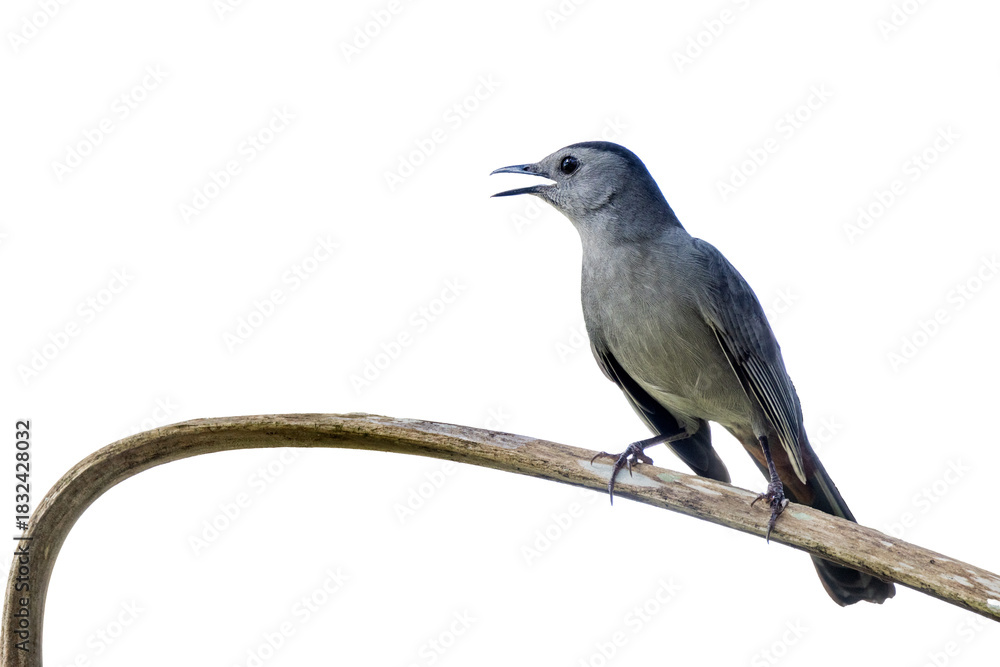 Obraz premium A gray (or grey) catbird (Dumetella carolinensis) closeup portrait in south Florida. Transparent PNG isolated from my original photo on a blank background. Real photo asset.
