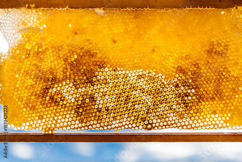 Honeycomb with honey up-close with blue sky in background