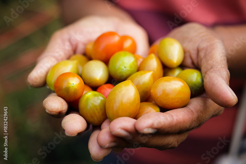 Farmer's hands pick organically grown tomatoes on a rural outdoor farm. Food, organic vegetables.