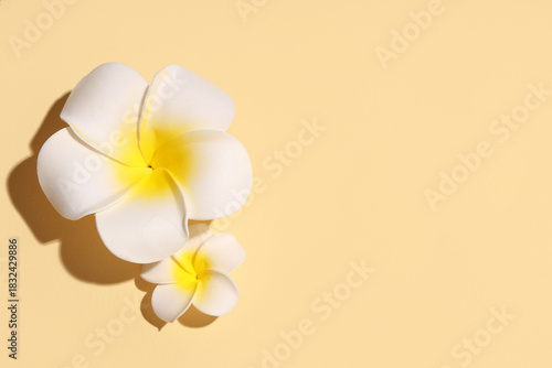 Beautiful plumeria flowers ...
