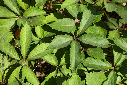 Beautiful green leaves of e...