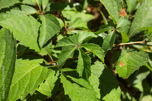 Beautiful green leaves of e...