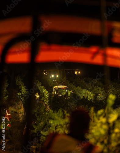 Nighttime Grape Harvest 