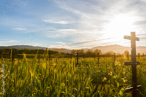 Springtime in the vineyard with blue sky