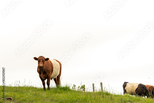cow in open field with clear sky