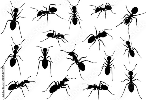 Collection of detailed ant silhouettes in various poses, isolated black vector insects for nature, biology, pest control, scientific study, and graphic design projects