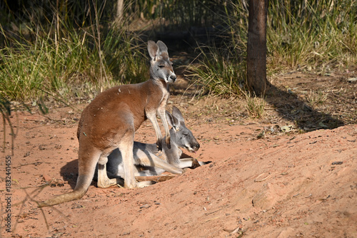 a brown kangaroo and a grey kangaroo in the zoo in sunny day