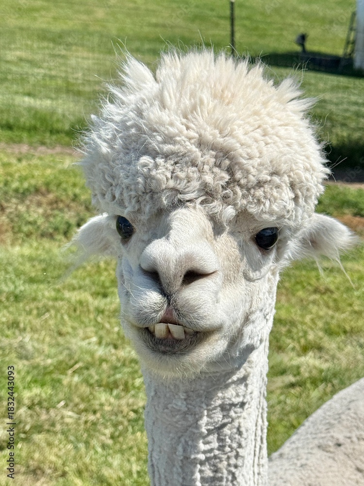 Naklejka premium Close up of an alpaca face