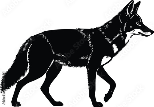 Black silhouette vector illustration of a wild coyote or jackal walking in profile, side view, stylized drawing of a lone predator on a clean white background, detailed fur texture.