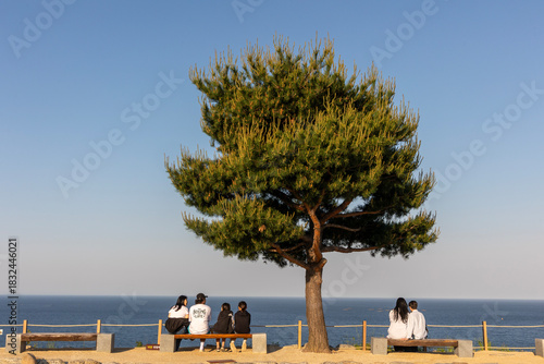 Obraz na płótnie pine tree ocean  between lovers
