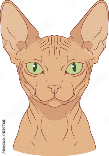 Vector illustration portrait of a hairless Sphynx cat head.
