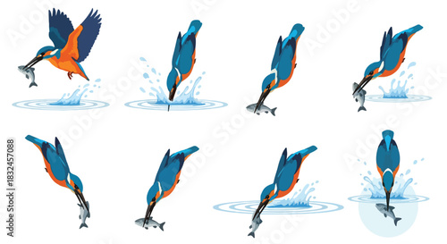 Kingfisher bird catching fish in water sequence with transparent background