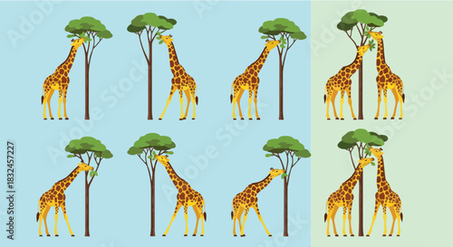 Giraffes eating leaves from trees in a savanna scene