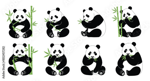 Sitting pandas eating bamboo stalks in various poses