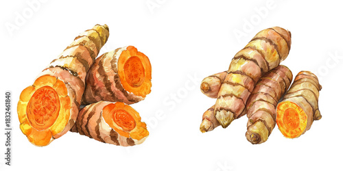 turmeric watercolor vector illustration