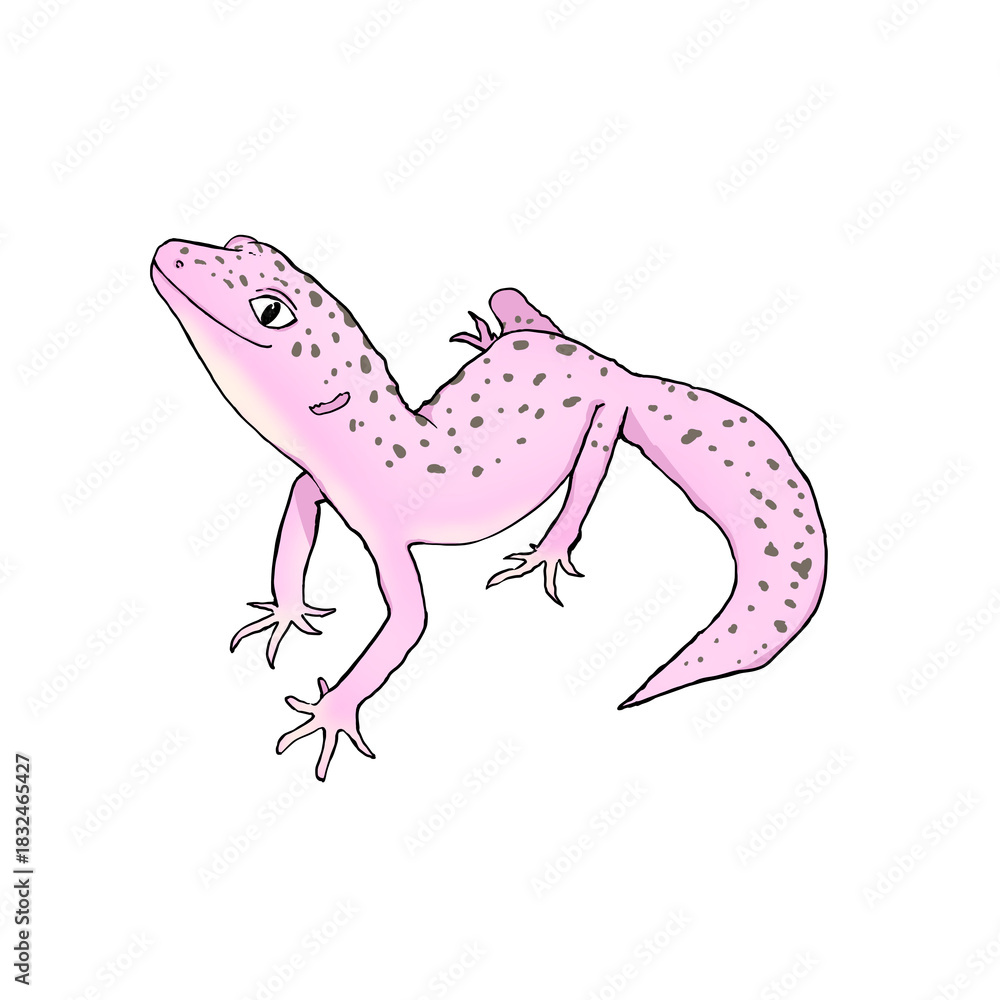 Fototapeta premium リアルで可愛い柄ありレオパのカラーイラスト。ヒョウモントカゲモドキ。