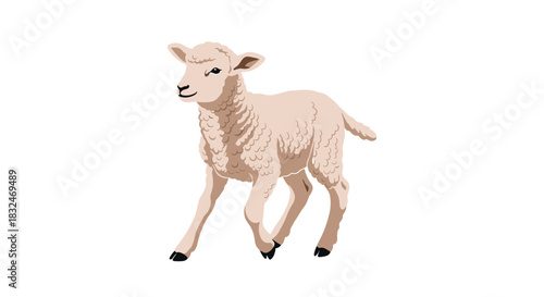 Gentle and cute baby lamb with soft woolly fur walking or trotting happily, isolated on a clean white background illustration.