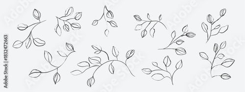 Floral line art illustration featuring several delicate, sketchy sprigs and branches with small, pointed leaves