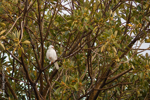 View of a Grey Goshawk(white morph) perched high in a tree in Tasmania