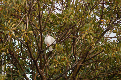 View of a Grey Goshawk(white morph) perched high in a tree in Tasmania