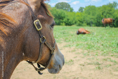 Close view of the side of the head and mane of a weanling foal thoroughbred horse wearing a bridle looking towards other horses in a pasture in Kentucky