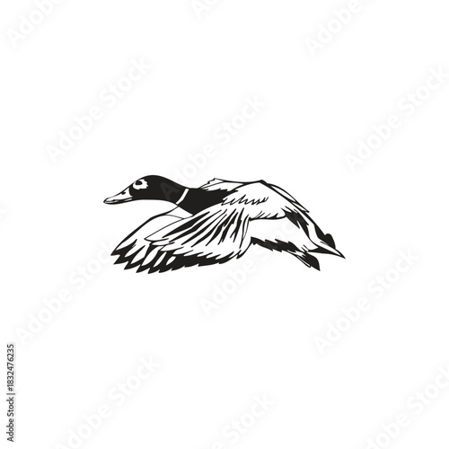 black and white Duck Illustration Monochrome