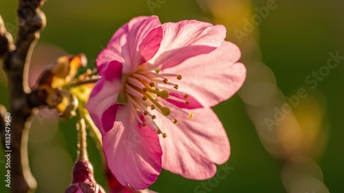 Wallpaper Mural ﻿Extreme slow motion macro shot of a vibrant pink cherry blossom unfurling its petals under soft morning sunlight texture, peaceful, studio shot Torontodigital.ca