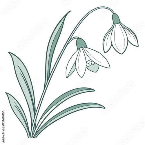 Snowdrop Flower Art with Leaves and Buds