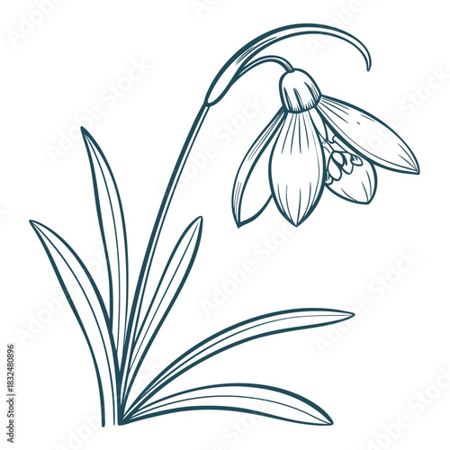 Snowdrop Flower Line Art with Leaves