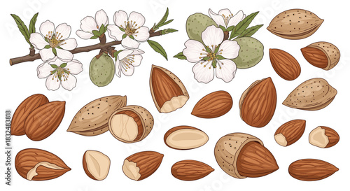Collection of hand-drawn almonds, including nuts in shells, kernels, and blooming branches, in a detailed colorful vintage style.