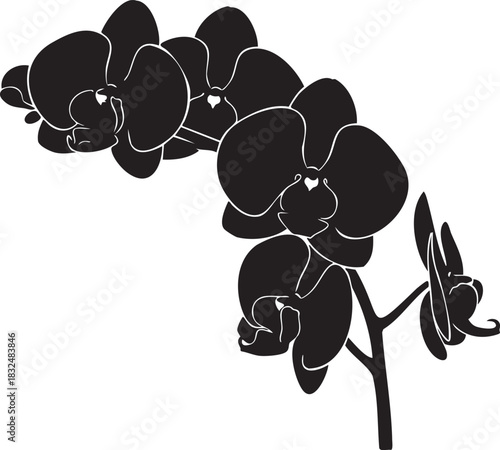 Black and white silhouette of orchid flowers on a stem vector
