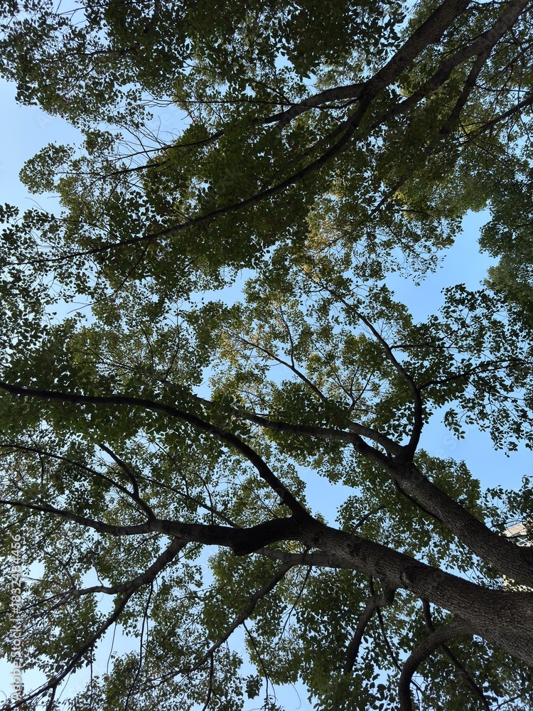 Obraz premium trees and sky