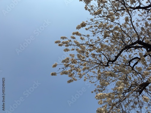 tree branches against blue sky