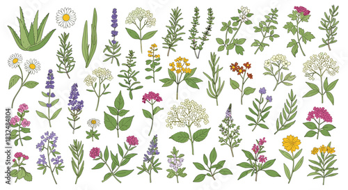 Large collection of colorful medicinal herbs and wildflowers, including lavender, chamomile, and aloe, in a hand-drawn style.