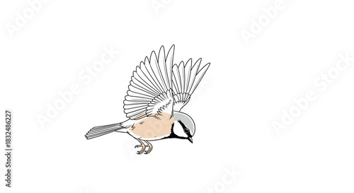 Delicate illustration of a small titmouse bird in flight with wings spread, hand-drawn with subtle color on a white background.
