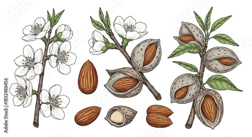 Vintage botanical set of almond branches with white flowers and nuts in various stages, hand-drawn in a detailed, colored style.
